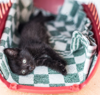 小黑色的可爱的小猫谎言床上的小黑色的可爱的小猫谎言床上