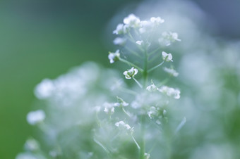 白色小花背景许多漂亮的小花盛开的花园