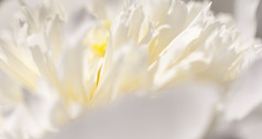 关闭苍白的牡丹花关闭苍白的牡丹花宏照片与浅深度场摘要自然背景