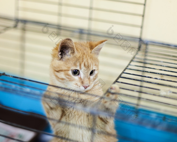 无家可归的人姜小猫笼子里流浪红色的小猫避难所无家可归的人姜小猫笼子里无家可归的人动物