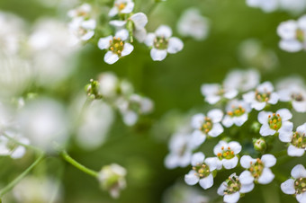白色小花背景许多漂亮的小花盛开的花园
