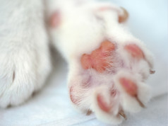 白色猫rsquo爪子的特写镜头爪子白色小猫