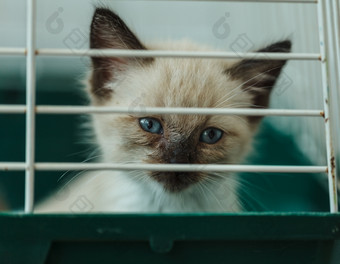 无家可归的人小猫笼子里动物避难所无家可归的人动物系列小猫看出从后面的酒吧他的笼子里
