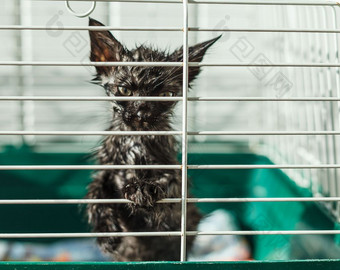 无家可归的人小猫笼子里动物避难所无家可归的人动物系列小猫看出从后面的酒吧他的笼子里