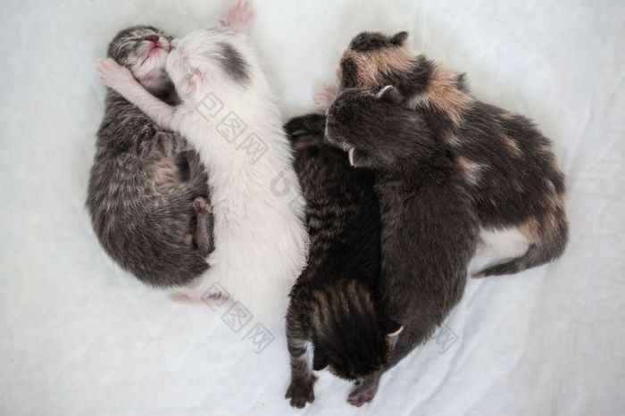 快乐睡觉小条纹小猫集团与一个黑色的小的快乐睡觉小条纹小猫集团与一个黑色的小