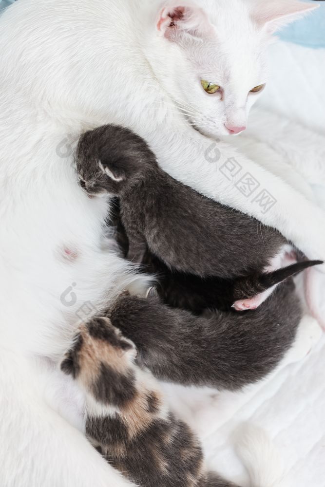 mum-cat母乳喂养她的小小猫谎言白色烤地的mum-cat母乳喂养她的小小猫谎言白色烤地