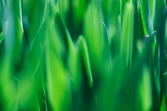 软焦点绿色草背景绿色草草地阳光明媚的早....的软焦点绿色草背景绿色草草地阳光明媚的早....