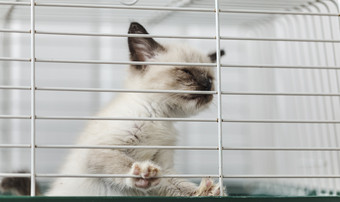 <strong>无家可归</strong>的人动物系列小猫看出从后面的酒吧他的笼子里<strong>无家可归</strong>的人小猫笼子里动物避难所