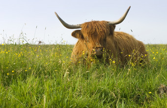 长头发的牛与大尖尖的角的中间春天草地