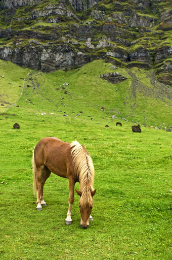 的冰岛马有被<strong>培育</strong>为世纪没有的除了外纯种马他们是小马大小的