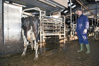 农民看一个他的牛进入的门完<strong>全自动</strong>化挤奶<strong>机器</strong>人