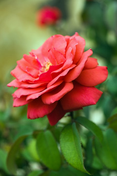 美丽的红色的玫瑰的自然backgroundShallow焦点