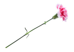 美丽的粉红色的康乃馨孤立的白色分辨率的从两个图片的文件有本地的决议