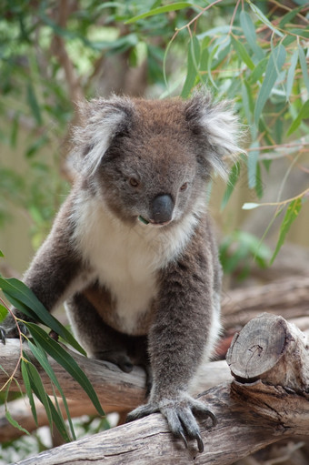 本地的澳大利亚考拉熊吃桉树叶子