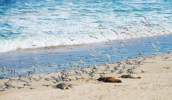 睡觉海狮子而且海鸥密封湾袋鼠岛南澳大利亚