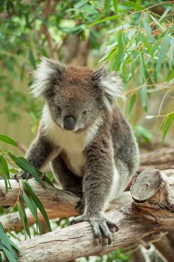 本地的澳大利亚考拉熊吃桉树叶子