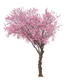 开花粉红色的麻布树孤立的白色背景