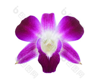 深紫色的兰花孤立的白色背景