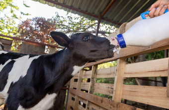 小婴儿牛喂养从牛奶瓶