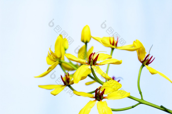 黄色的花背景
