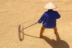 海阳越南11月可怜的农民干大米后收获11月海阳越南