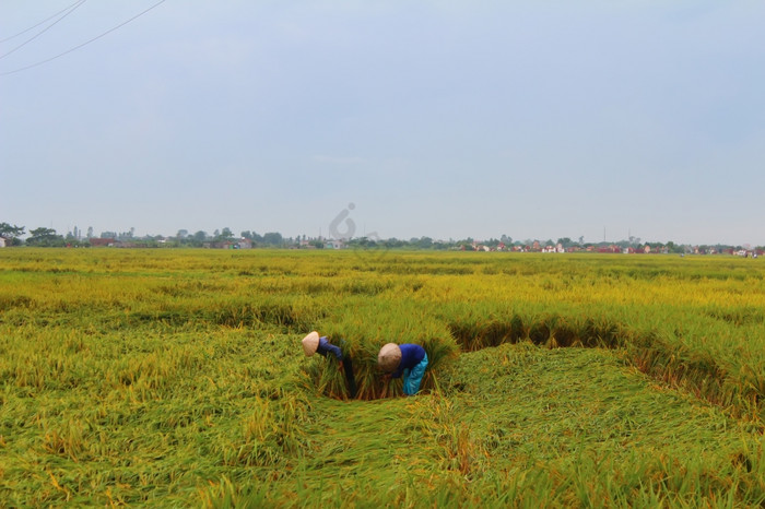 海阳越南月越南女人农民收获大米场月海阳越图片