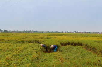 海阳越南9月越南女人农民收获大米场9月海阳越南大米培养长传统人农村越南