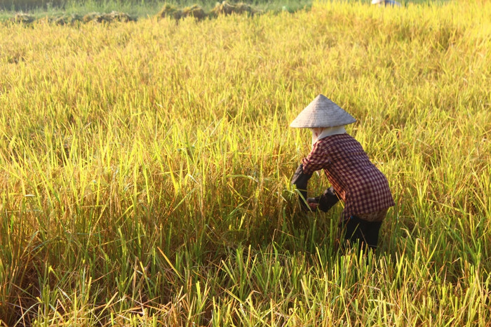 海阳越南9月越南女人农民收获大米场9月海阳越南
