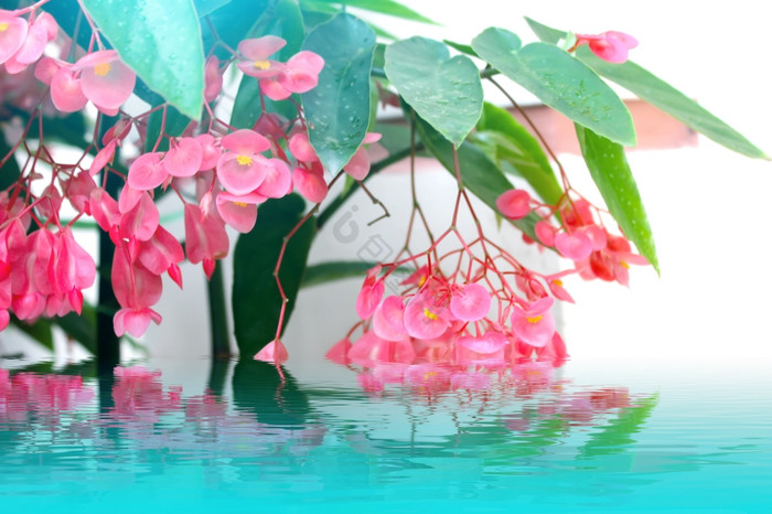 花图片