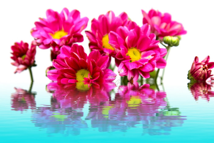 花图片