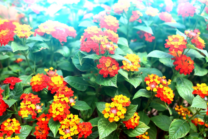 花图片
