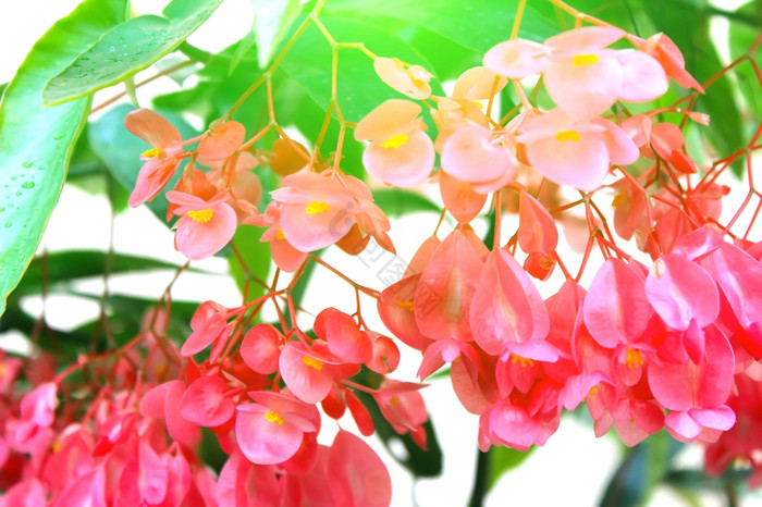 花图片