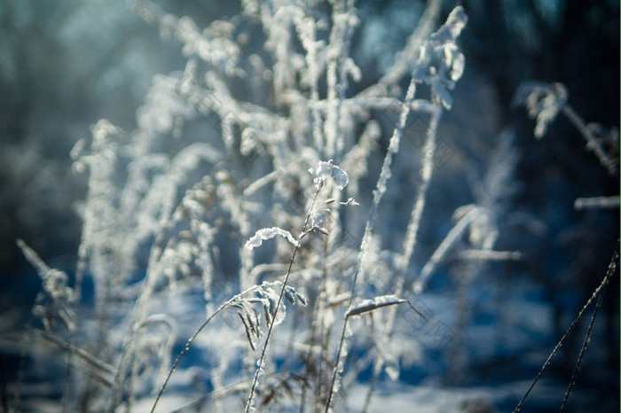 冬天森林后的降雪冷天气