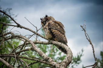 伟大的角猫头鹰坐着树肢体
