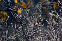 色彩斑斓的秋天叶子而且植物覆盖与霜背景