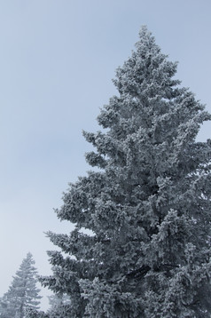 白雪覆盖的森林的山坡上的山冬天景观