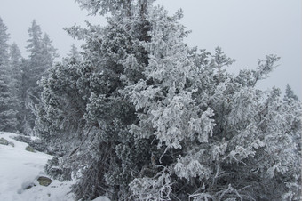 白雪<strong>覆盖</strong>的森林的<strong>山坡</strong>上的山冬天景观