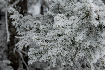 白雪<strong>覆盖</strong>的森林的<strong>山坡</strong>上的山冬天景观