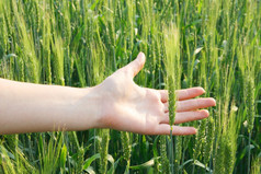 小麦手对背景绿色字段