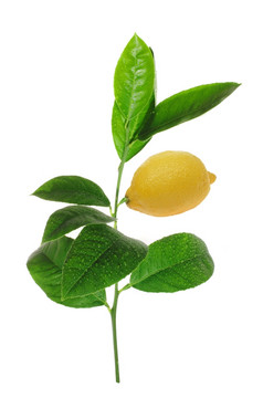 绿色发芽柠檬与成熟的水果的白色背景柑橘类柠檬