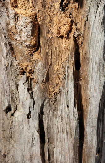 纹理<strong>棕色</strong>的<strong>棕色</strong>（的）木树