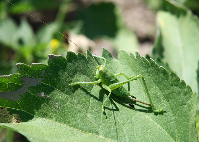 绿色蚱蜢绿色叶TettigonioideaSchistocercagregariaAcrididae