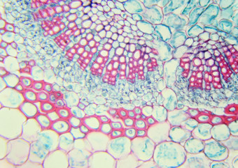 冬天茉莉花叶下显微镜叶冬天茉莉花素馨属努迪弗洛姆