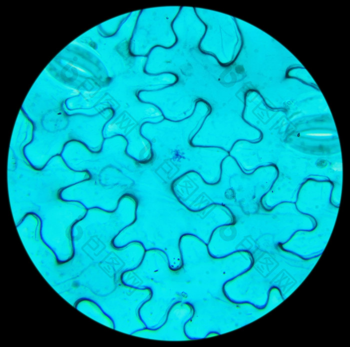 Vicia双子叶植物叶下显微镜Vicia双子叶植物叶