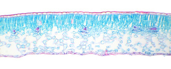 冬天茉莉花叶下显微镜叶冬天茉莉花素馨属努迪弗洛姆