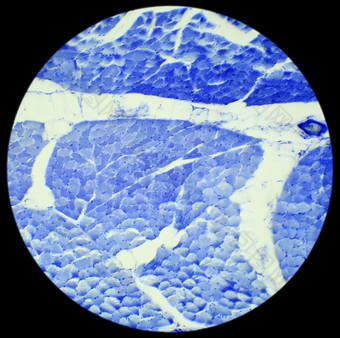 光滑的肌肉嘲笑准备下显微镜光滑的肌肉