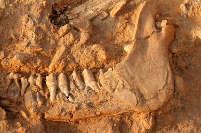 五个几百万一年老化石下巴骨已经灭绝的老是被长颈鹿西瓦特西海岸化石公园南非洲