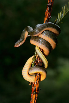 特写镜头极光房子蛇lamprophis极光南非洲