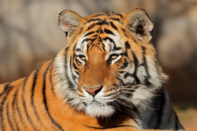 肖像孟加拉老虎豹属孟加拉