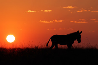 角山斑马科仕斑马的轮廓对红色的日出南非洲斑马轮廓